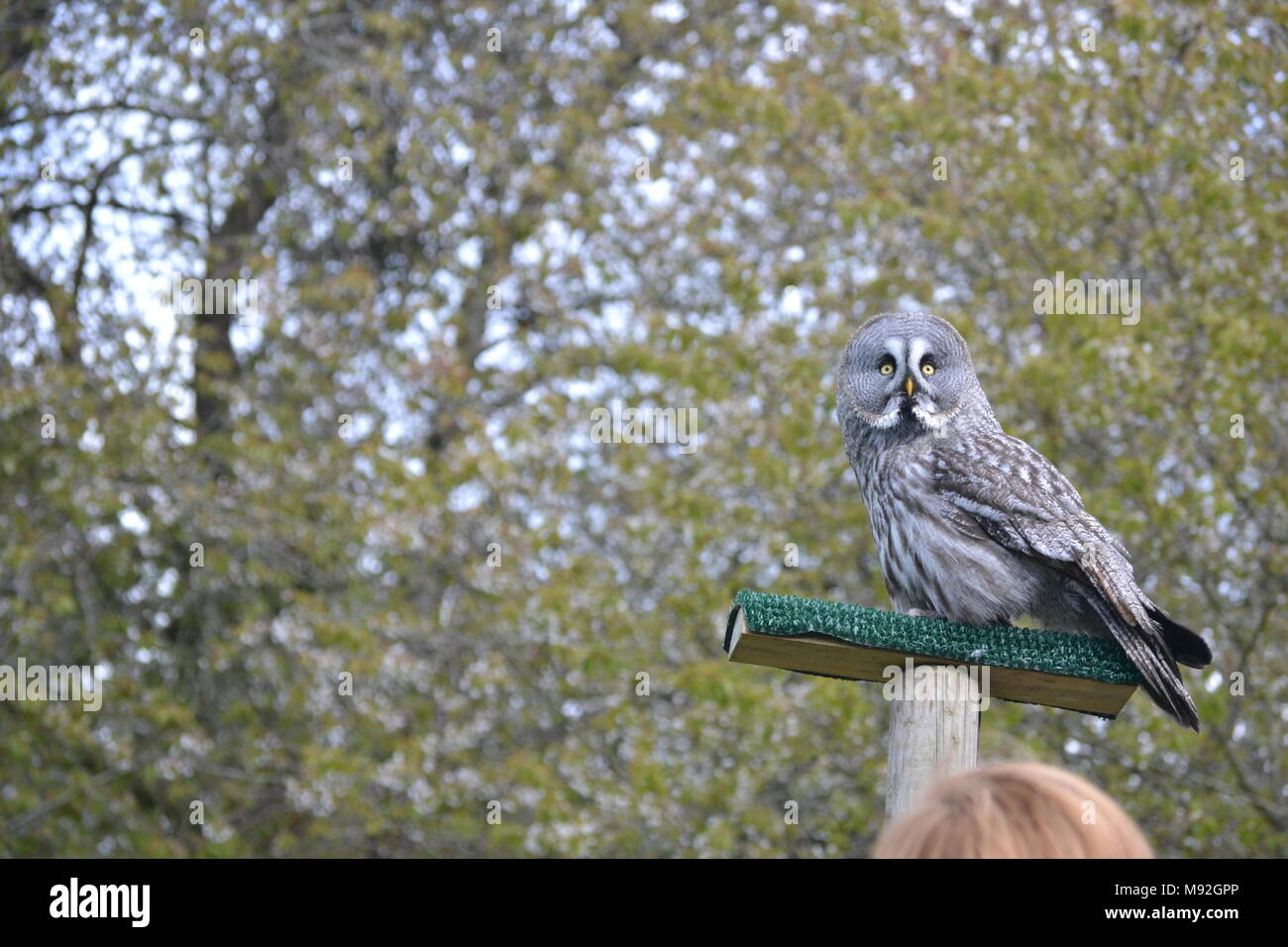 'Blair Drummond Safari park' 'safari park' 'Scotland près de doune'. Banque D'Images