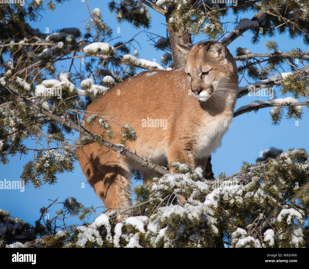Mountain Lion dans la neige Banque D'Images