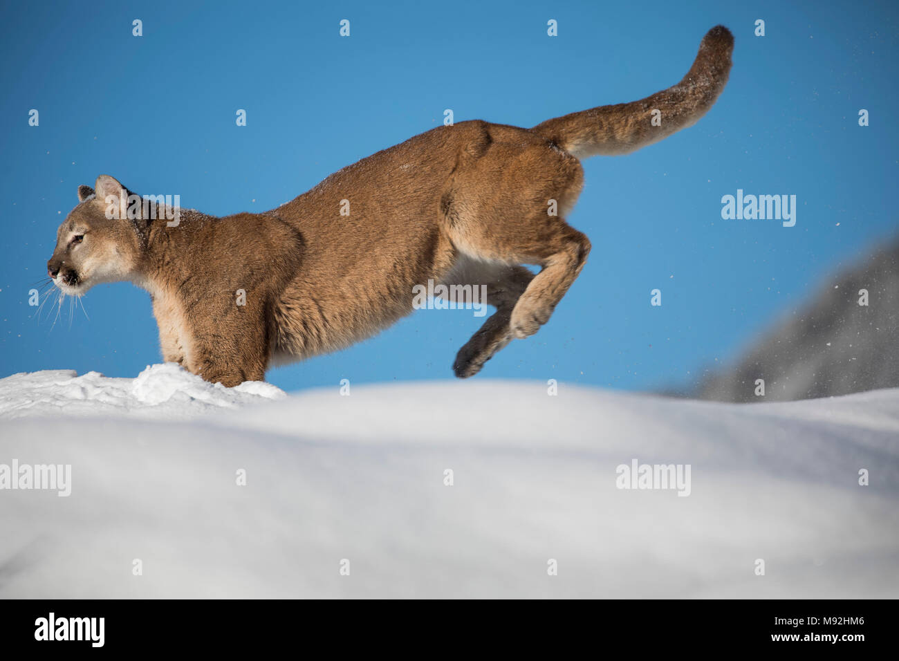 Mountain Lion dans la neige Banque D'Images