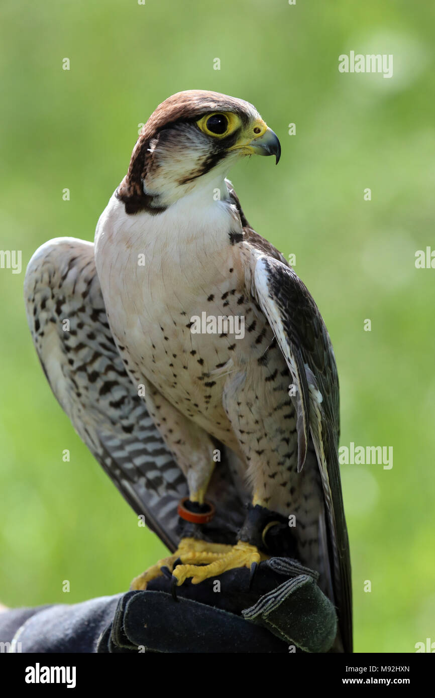 Lanner captif pèlerin (Falco biarmicus) assis sur une main de M. Falconer, Bedfordshire, Royaume-Uni. Banque D'Images