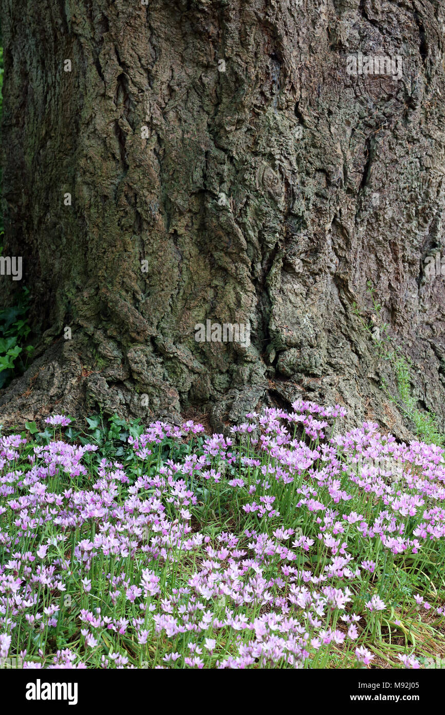 Bois rose fleurs entourent la base d'un grand arbre près de Tiverton, Devon, UK. Banque D'Images