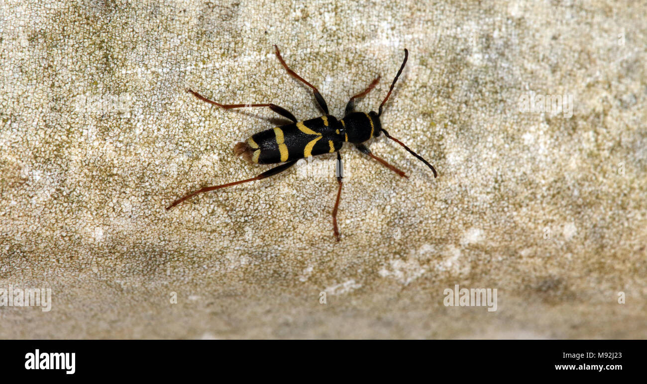 Wasp beetle (Clytus arietis) sur une chaise de jardin en plastique, Leighton Buzzard, Bedfordshire, Royaume-Uni. Banque D'Images