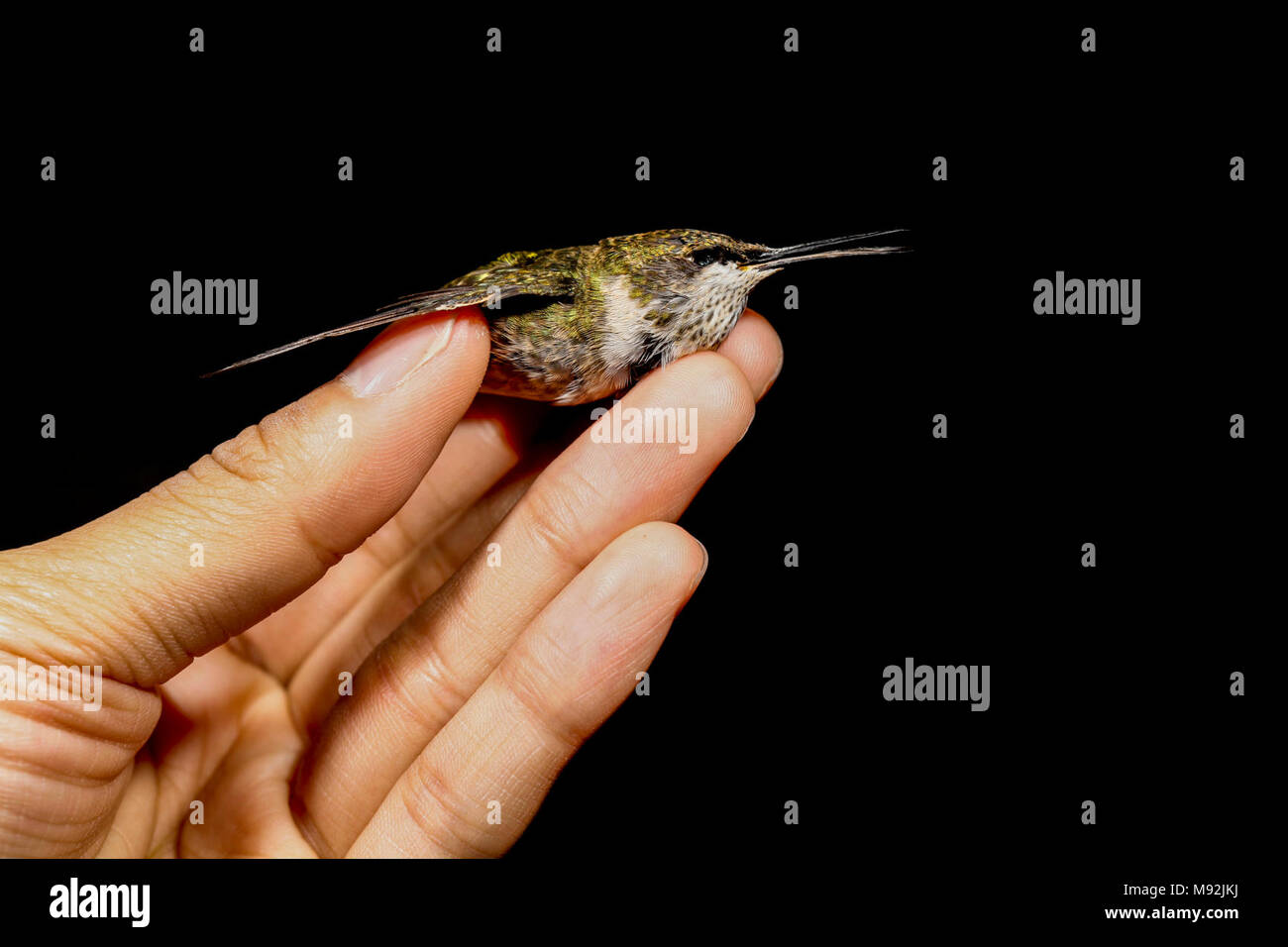 Archilochus colubris, à main Banque D'Images