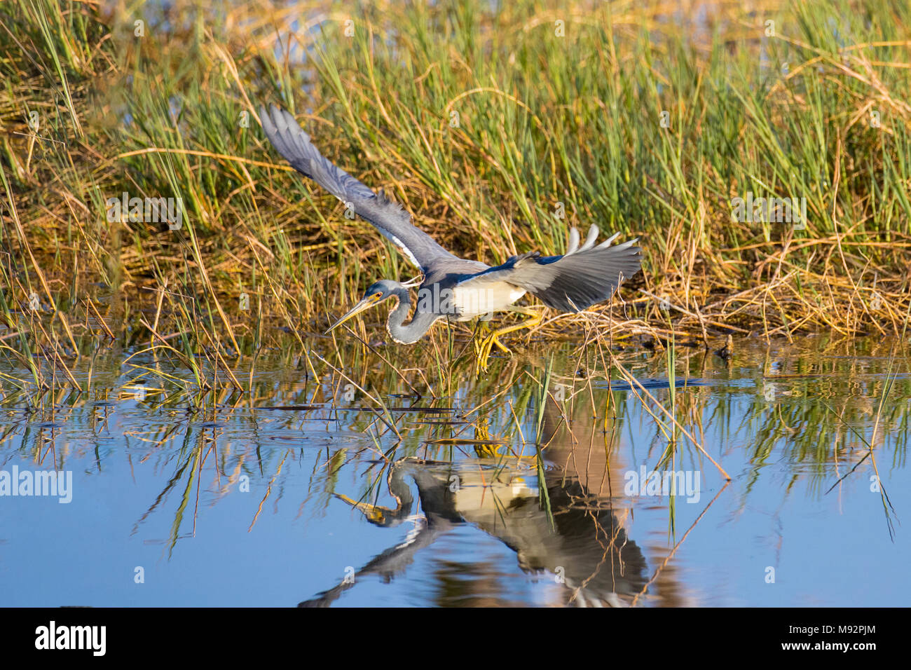 00697-01112 Aigrette tricolore (Egretta tricolor) d'alimentation et de traîner les pieds humides Viera comportement Brevard Comté, FL Banque D'Images