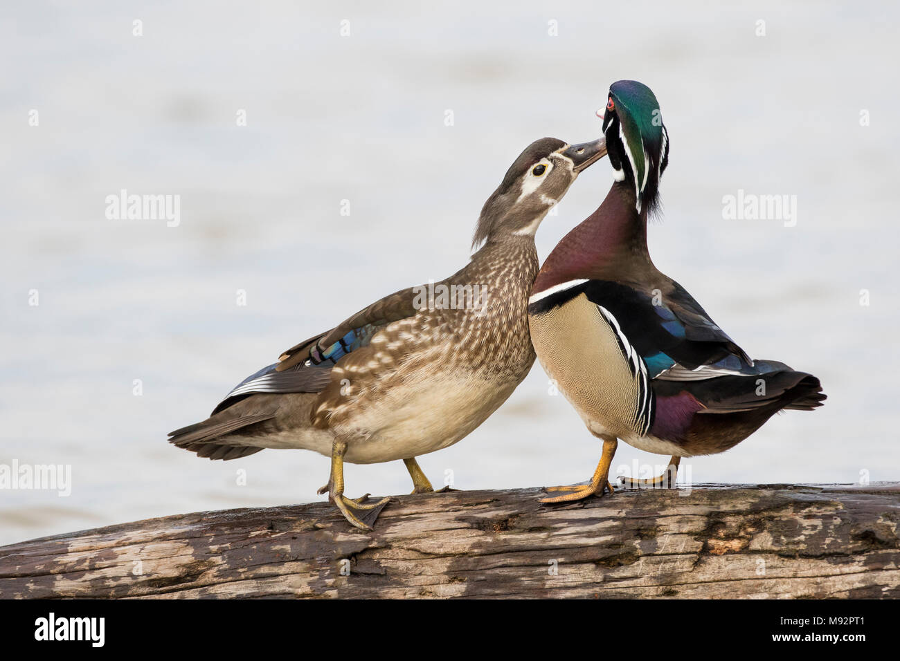 00715-09214 Canard branchu (Aix sponsa) mâle et femelle lissage mutuelle dans des milieux humides Marion Co. IL Banque D'Images