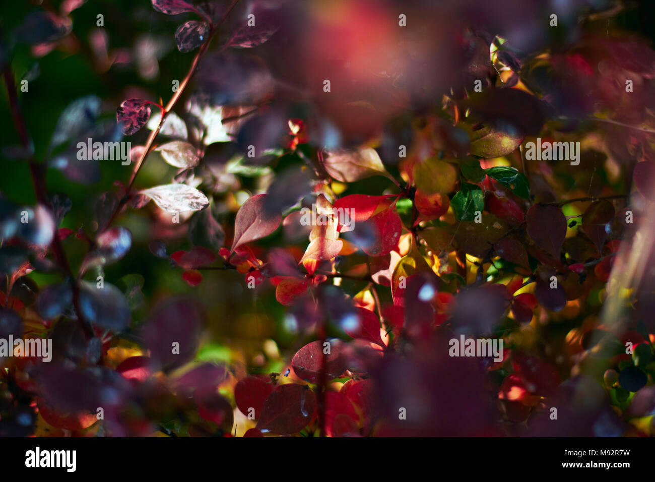 Plantes d'automne, d'Herbes & Seedheads Banque D'Images