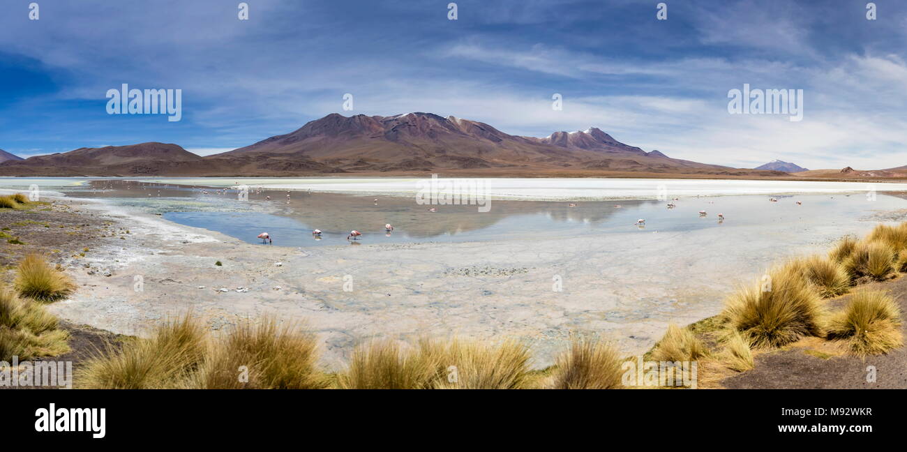 Laguna Hedionda à Eduardo Avaroa la réserve nationale de faune andine en Bolivie Banque D'Images