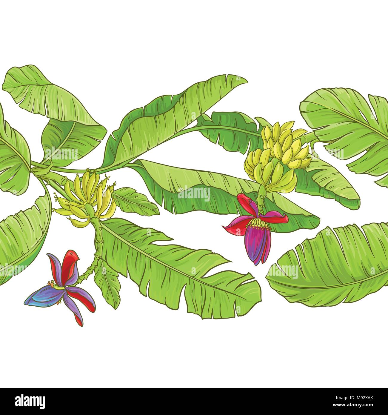 Vecteur de bananier motif sur fond blanc Illustration de Vecteur