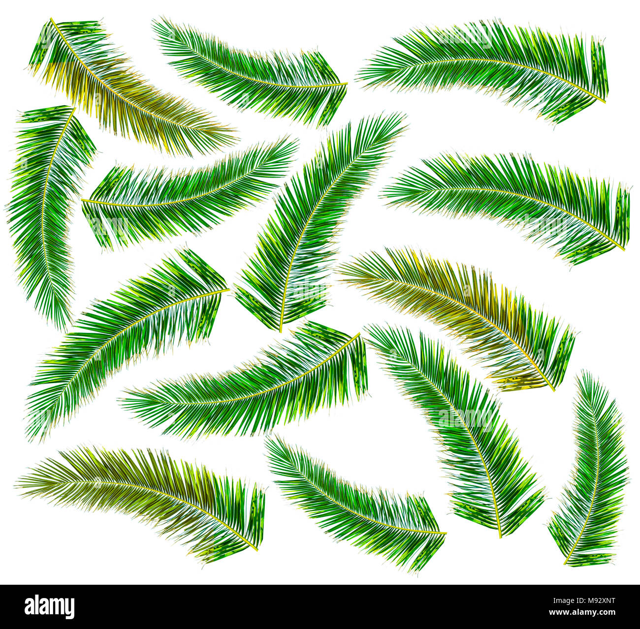 Lot de Green Palm tree isolé sur fond blanc Banque D'Images