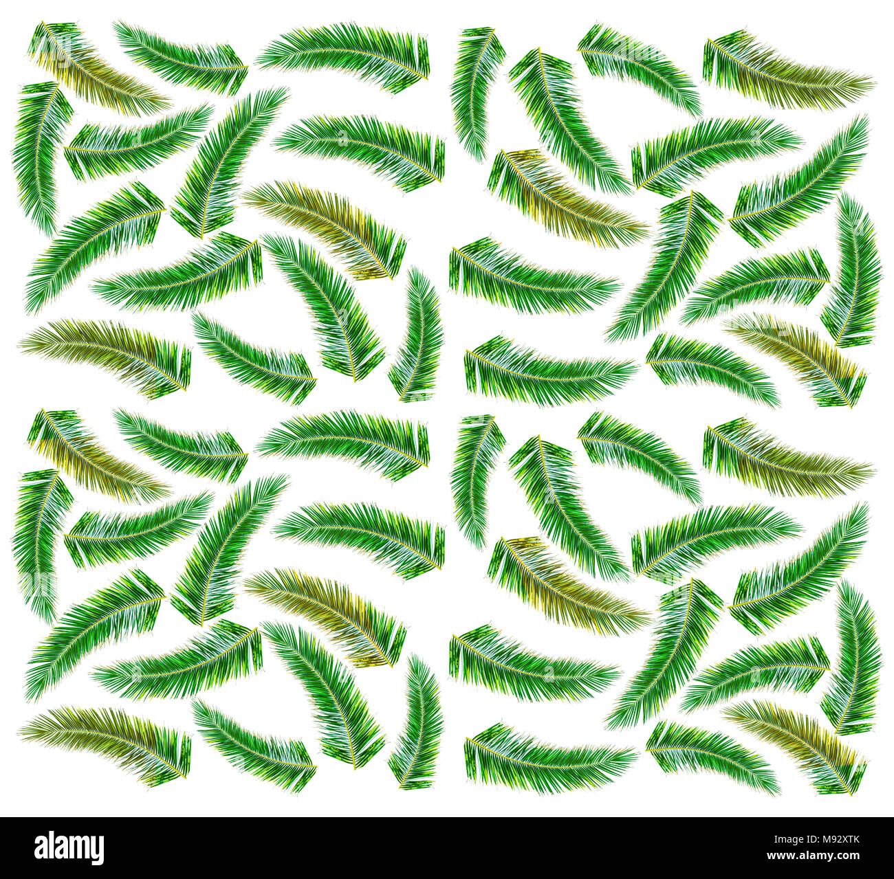 Pas de gros de Green Palm tree isolé sur fond blanc Banque D'Images