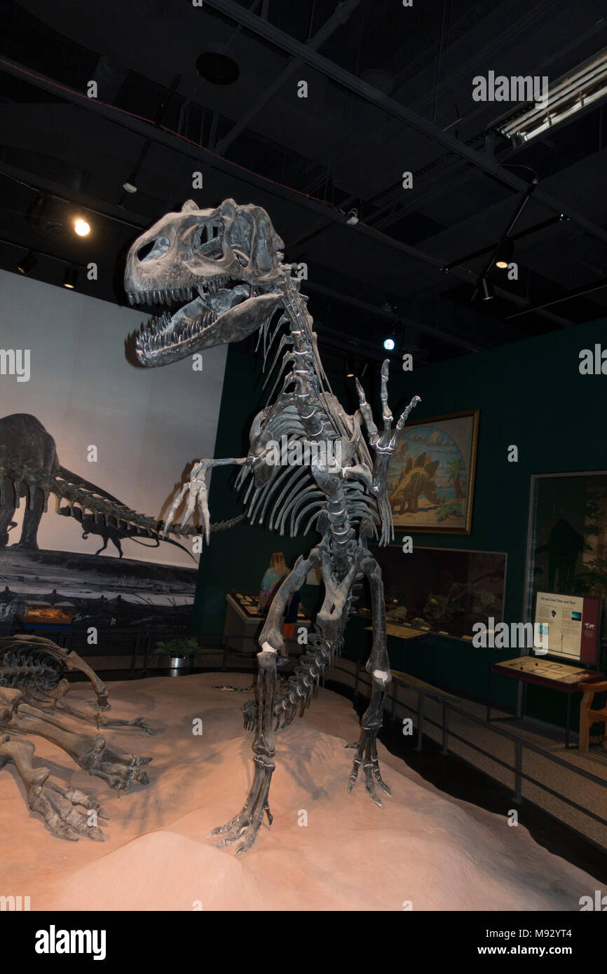 L'Allosaurus un grand théropode qui vivait pendant le jurassique. Musée des sciences du Minnesota la pièce. St Paul Minnesota MN USA Banque D'Images