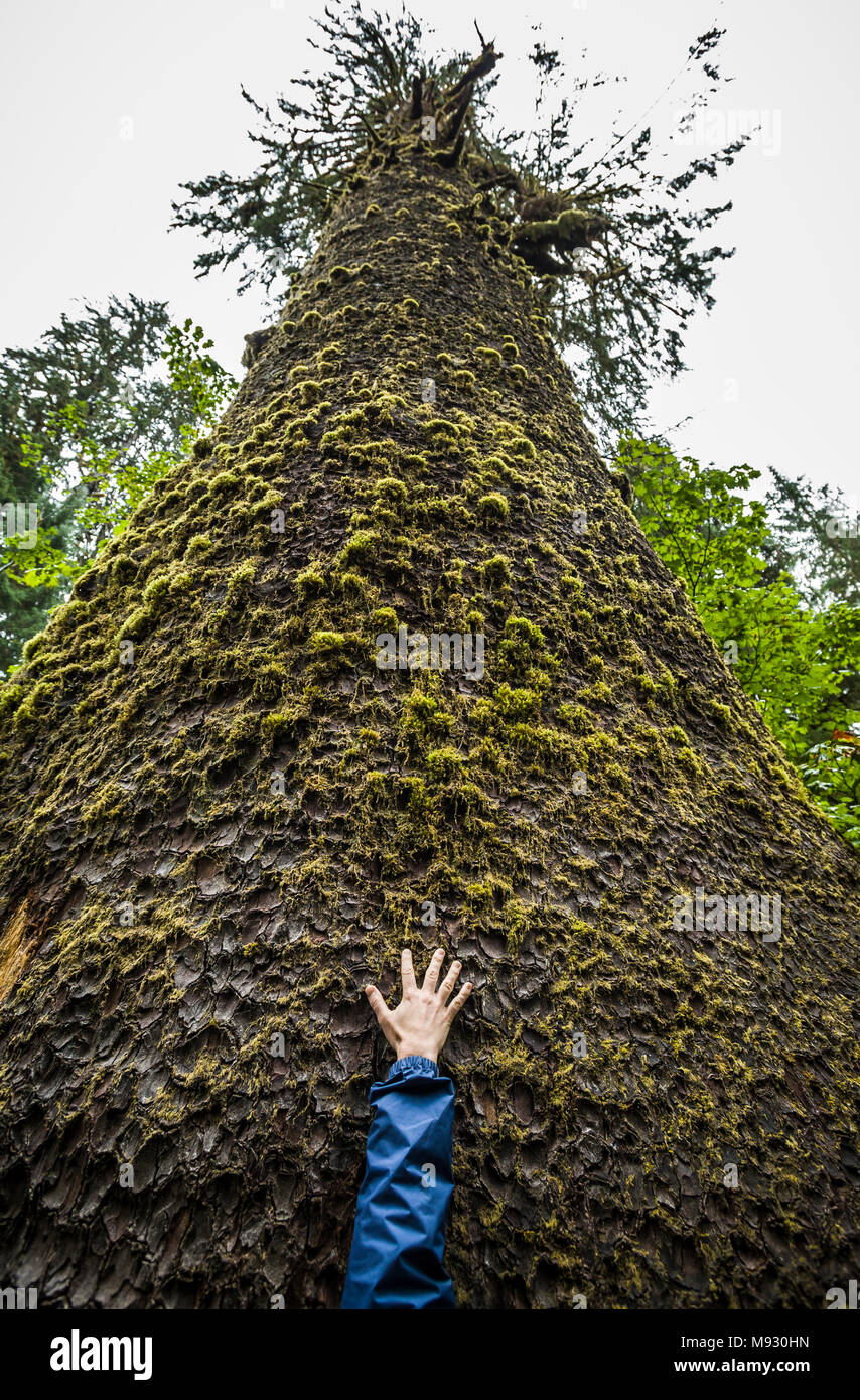 D'une main et d'atteindre le bras vers le haut à la base d'un énorme arbre Épinette de Sitka dans la rivière Hoh Rain Forest, la péninsule Olympique, l'État de Washington, USA. Banque D'Images