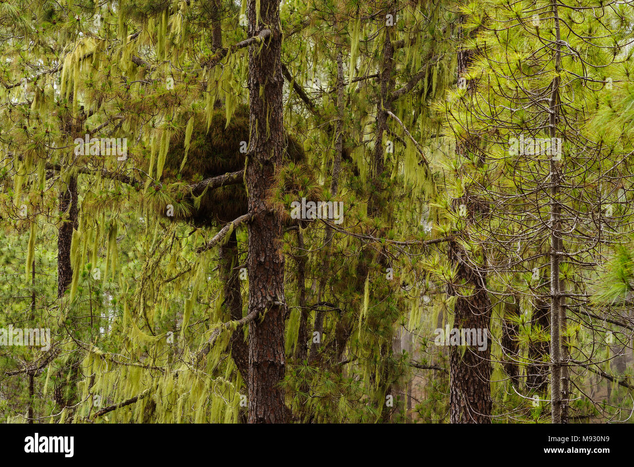Nid d'écureuil dans la forêt de Tamadaba, Gran Canaria Banque D'Images