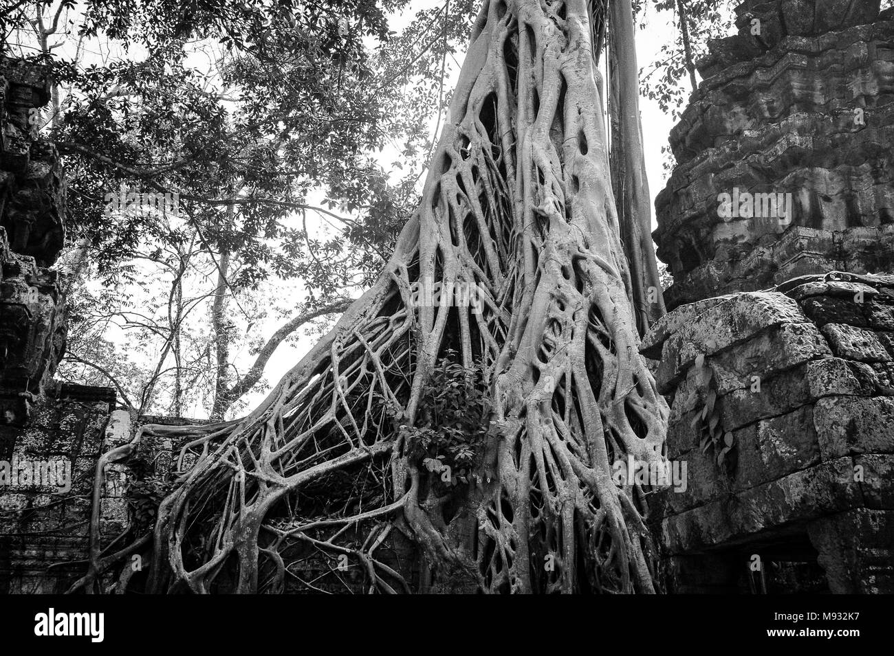 Strangler Fig racines antiques ruines du temple Khmer de l'enveloppe à Ta Prohm (anciennement Rajavihara), partie du complexe d'Angkor, Siem Reap, Cambodge. Banque D'Images