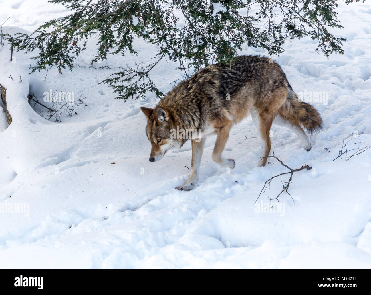 Coyote solitaire en hiver à pied Banque D'Images