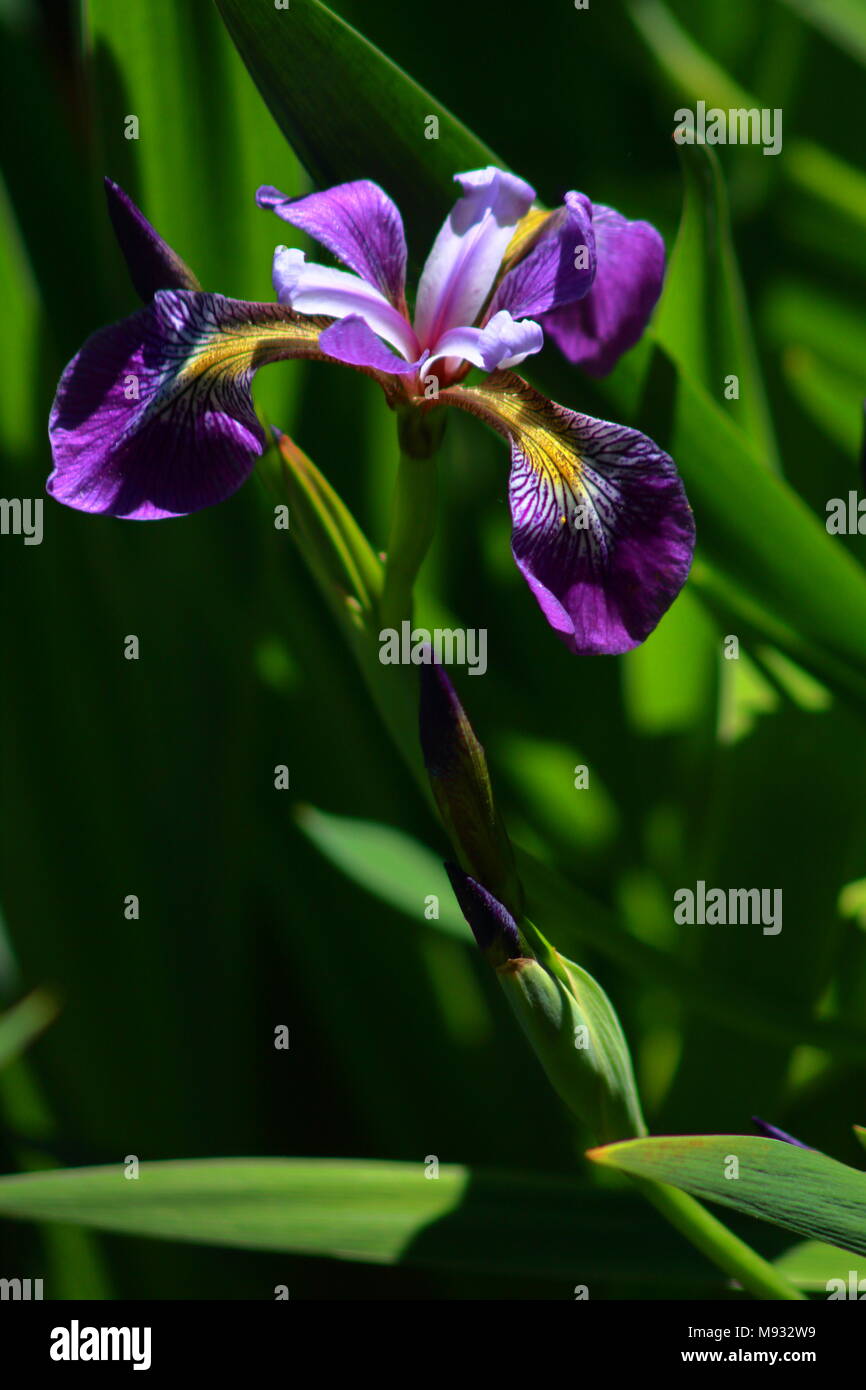 Iris mauve fleuri photographié au Royal Botanical Gardens à Burlington (Ontario) Banque D'Images