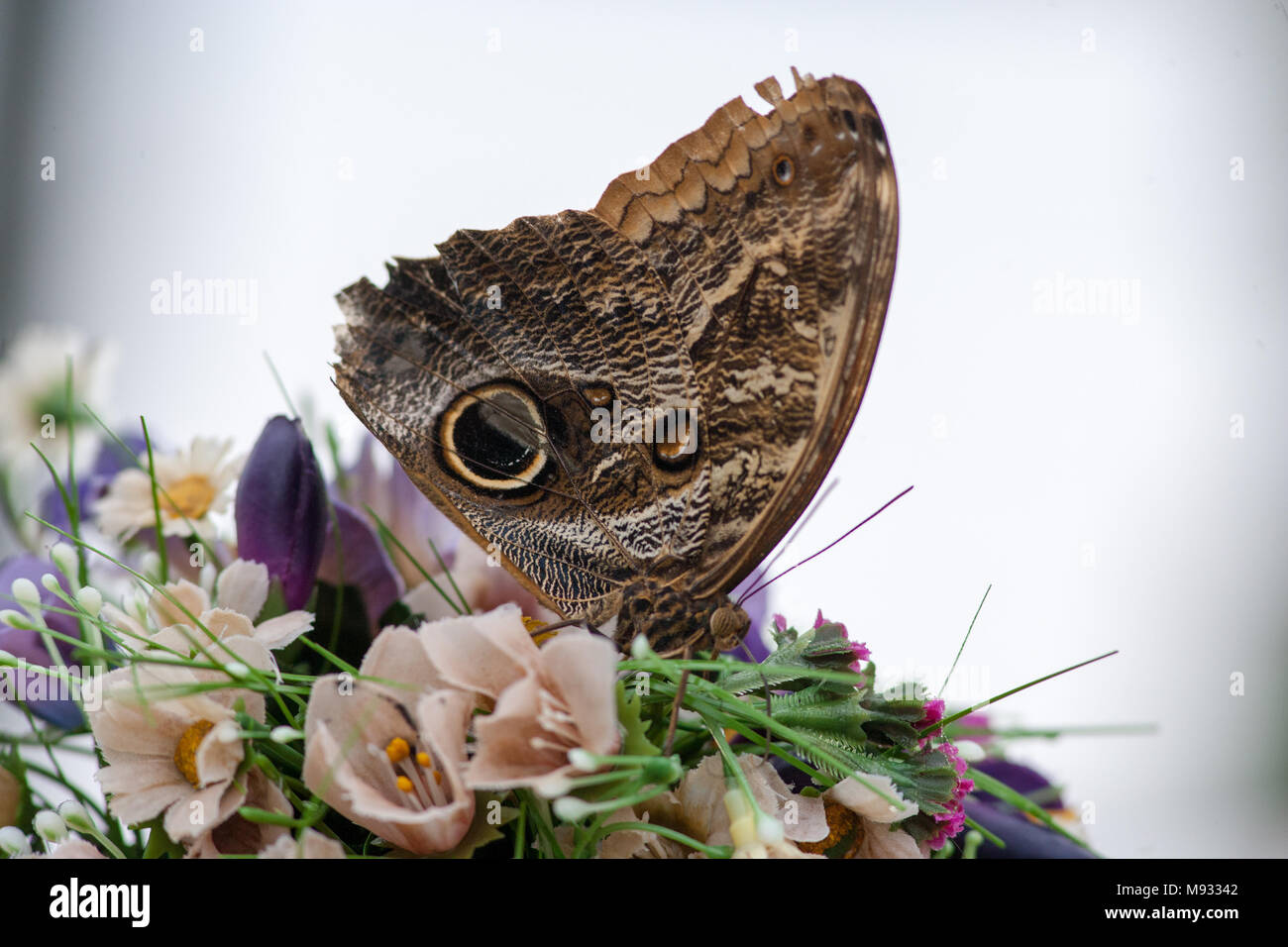 Owl butterfly, (Caligo eurilochus Ögon fjäril) Banque D'Images