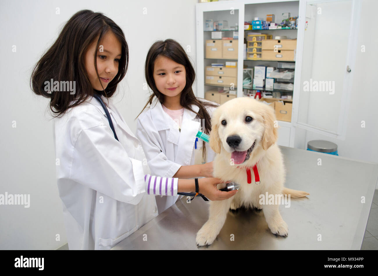 Deux jolies petites filles se faisant passer pour le traitement vétérinaire un chiot Golden Retriever. Banque D'Images