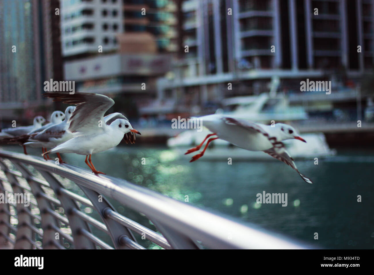 Une volée d'oiseaux dans la Marina de Dubaï, Émirats arabes unis Banque D'Images