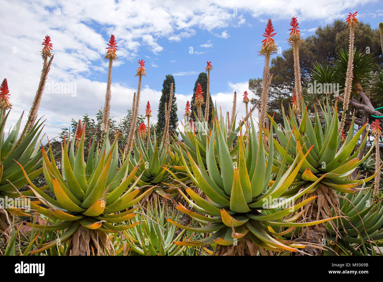 L'aloès (Aloe vera) au jardin de la Villa Ephrussi de Rothschild, le Cap Ferrat, au sud de la France, Var, Cote d'Azur, France, Europe Banque D'Images