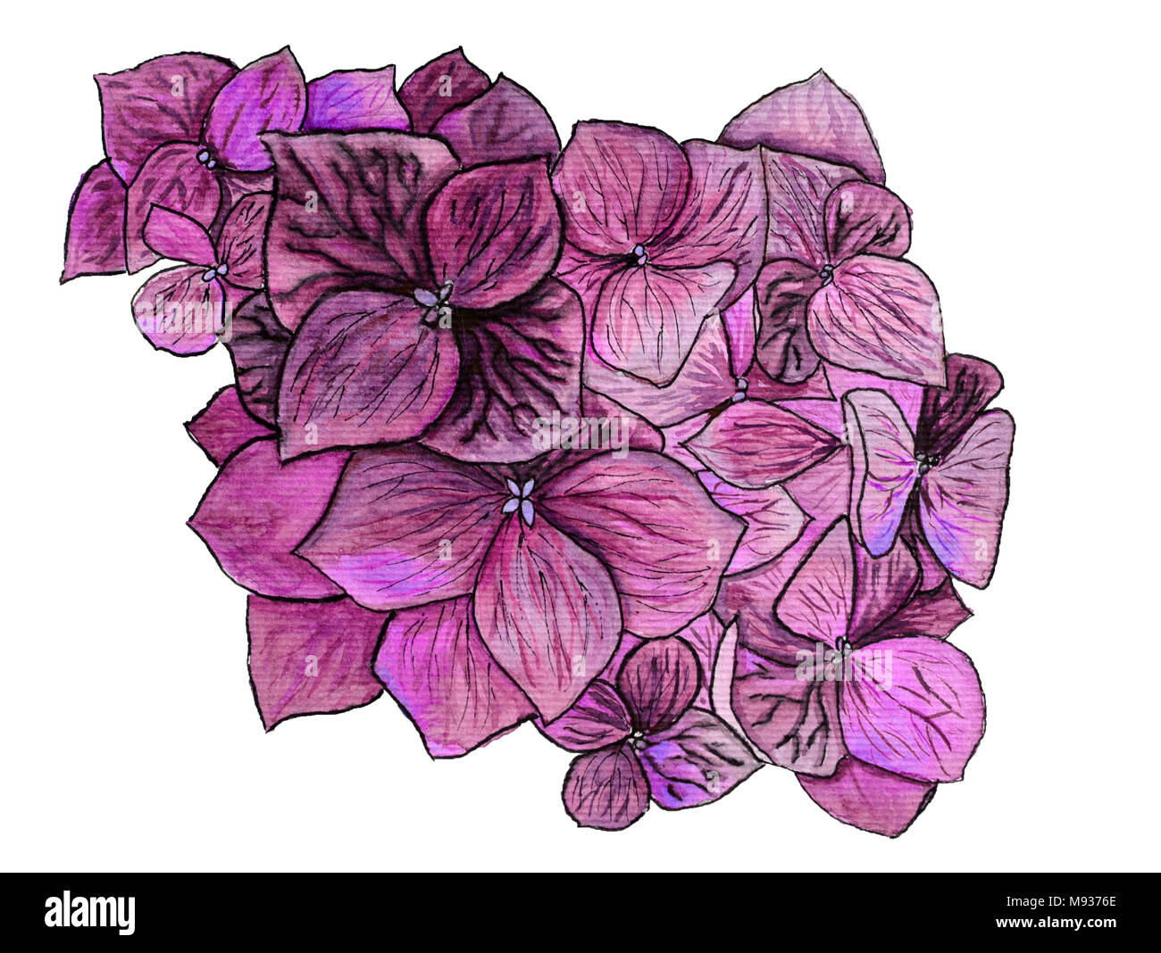Hortensia violet aquarelle de fleurs sur fond blanc Banque D'Images