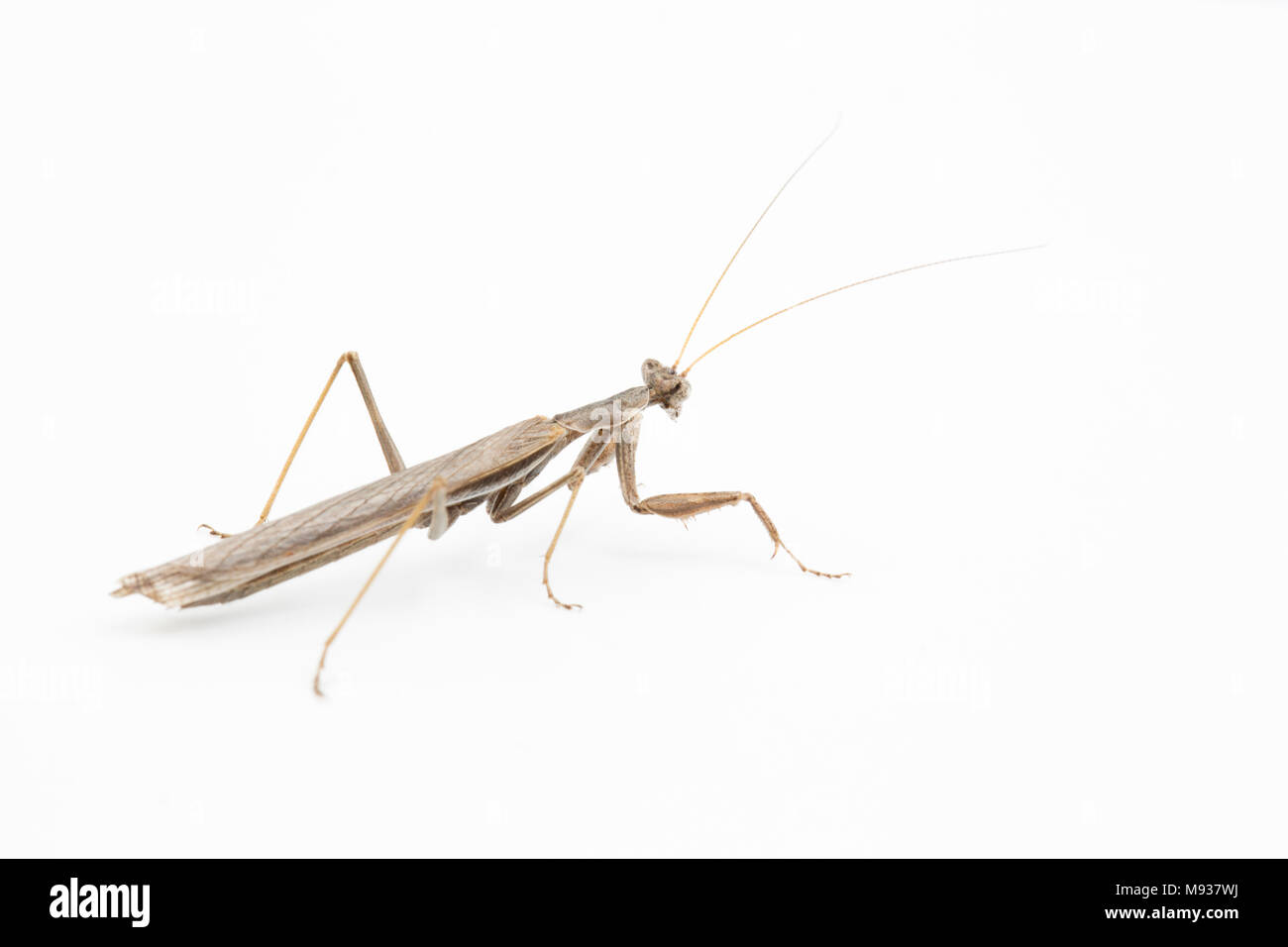 Mantes Ameles decolor, photographiés en studio sur un fond blanc Toscane Italie. Banque D'Images