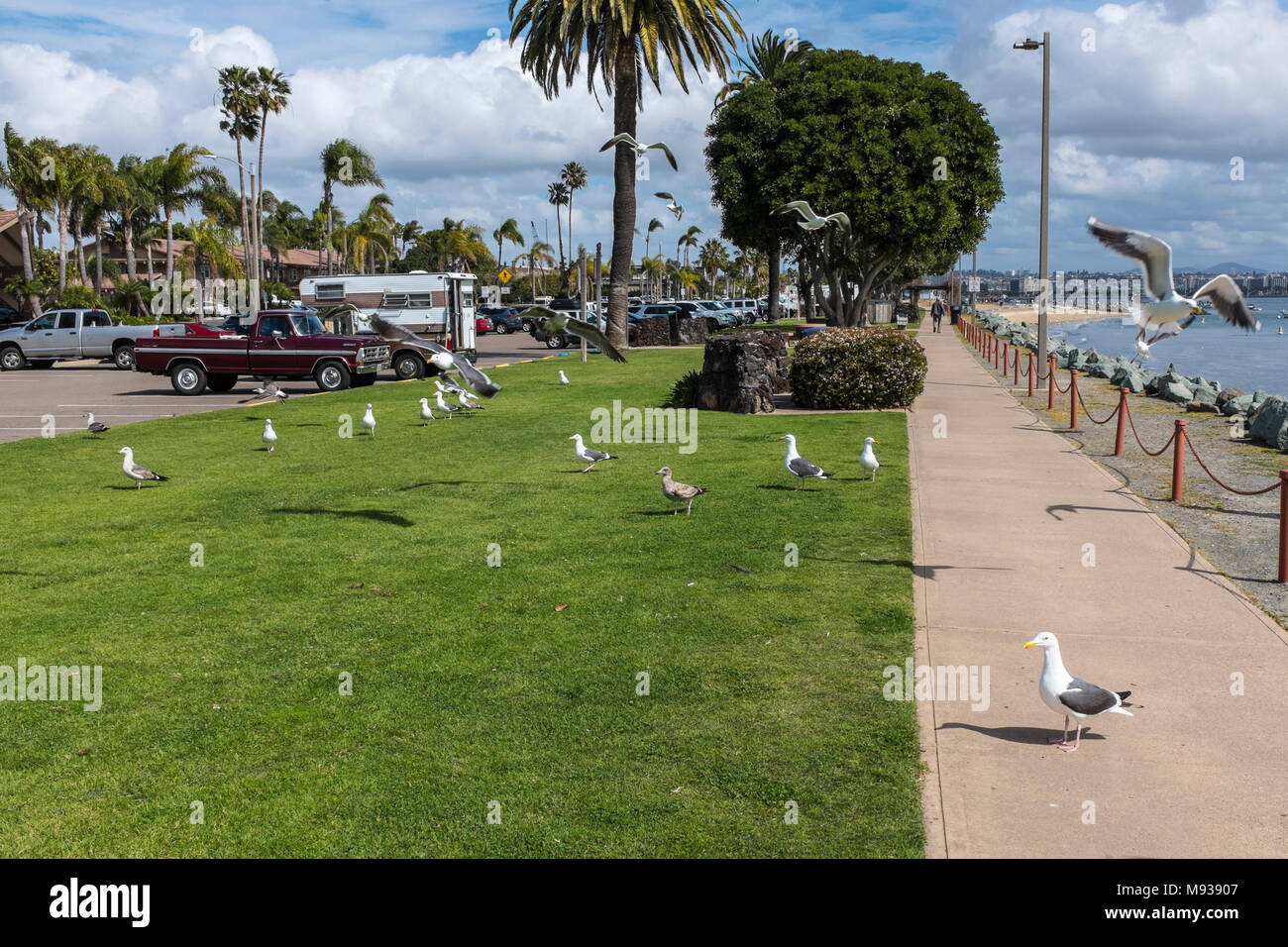 SAN DIEGO, Californie, USA - les mouettes se nourrissent de l'eau à Shelter Island à San Diego. Banque D'Images