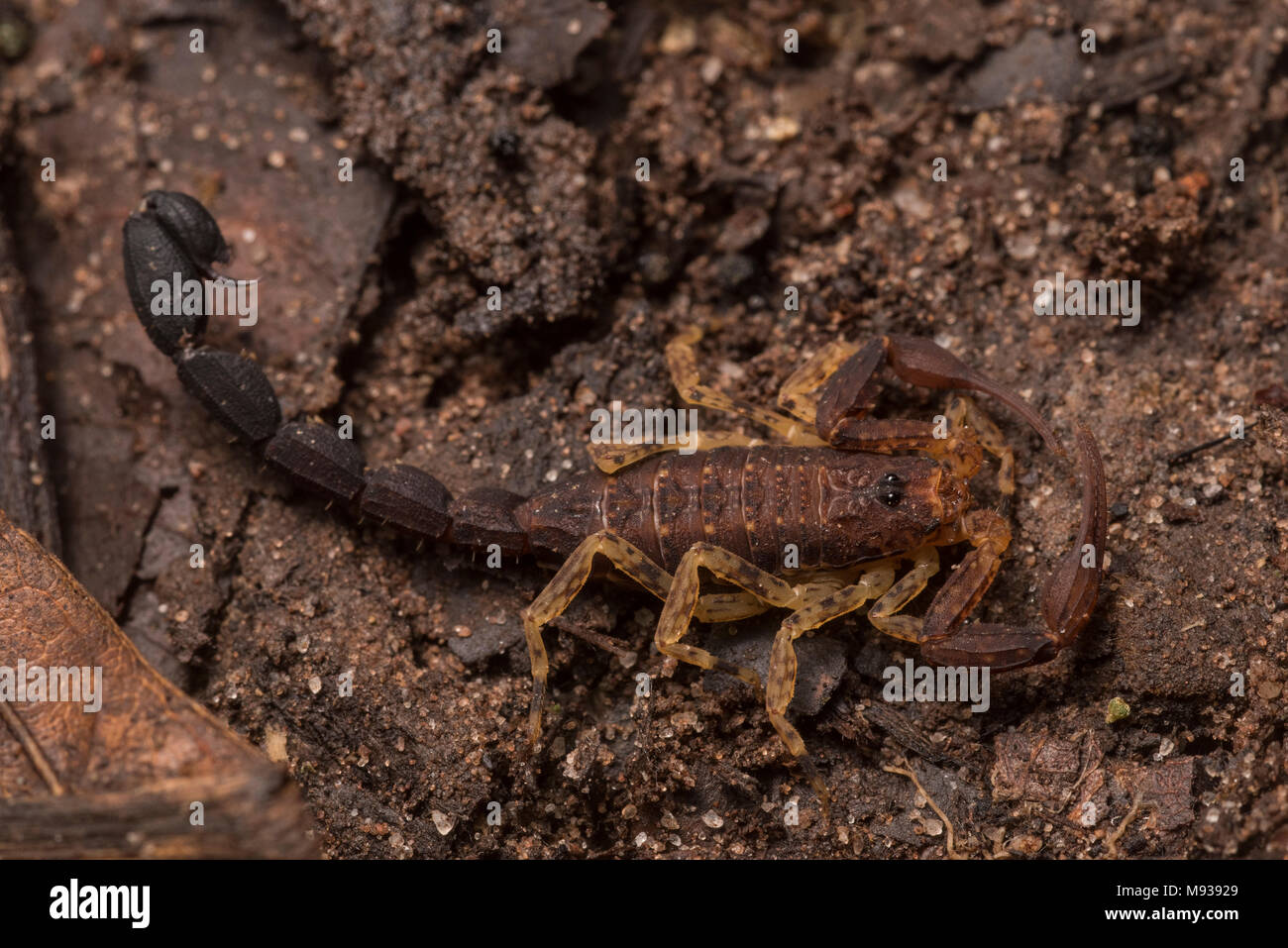 Un petit scorpion non identifiés trouvés sur le sol de la forêt dans la jungle tropicale du Pérou. Banque D'Images