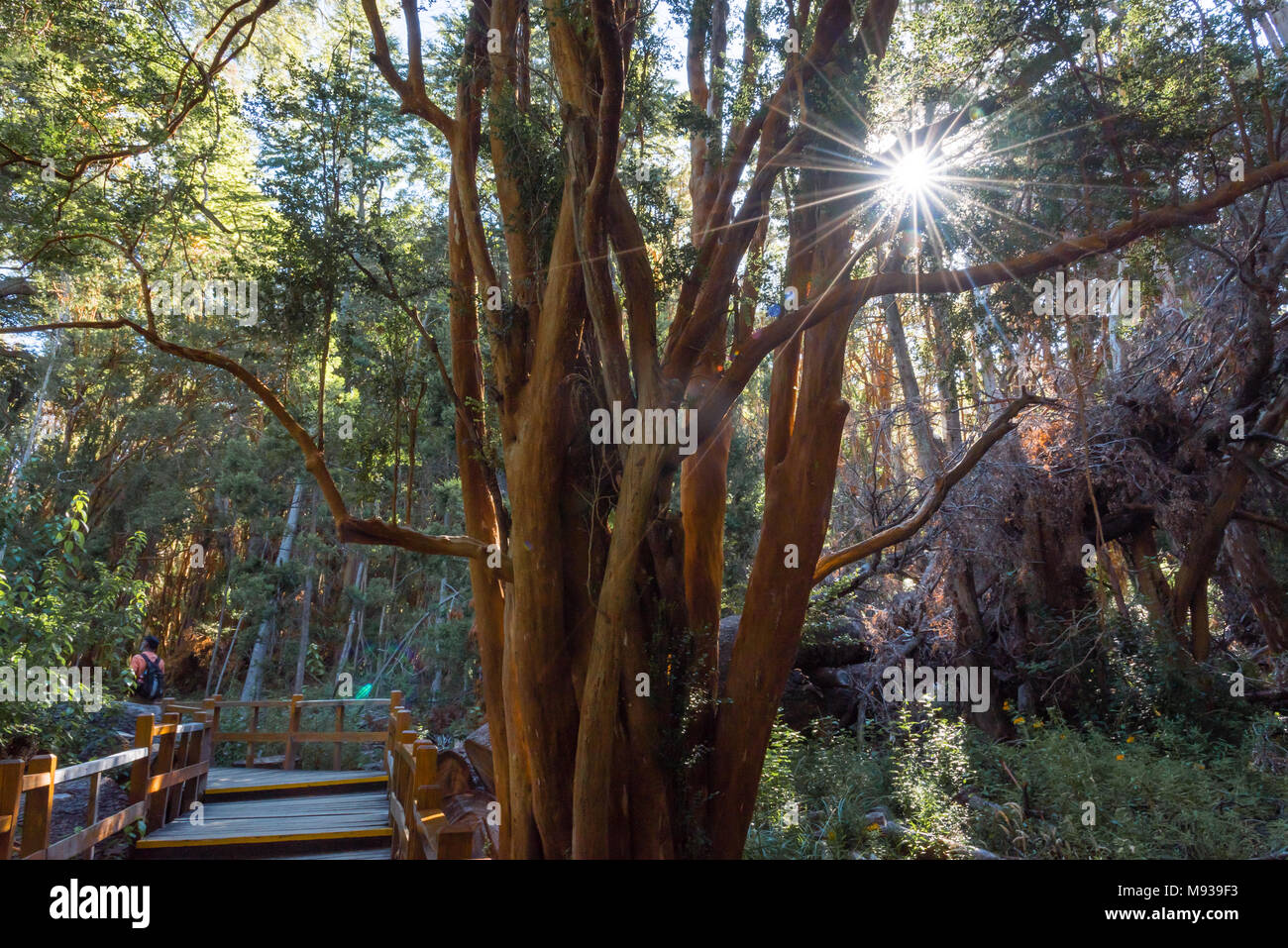 Parque nacional los arrayanes Banque de photographies et d’images à ...