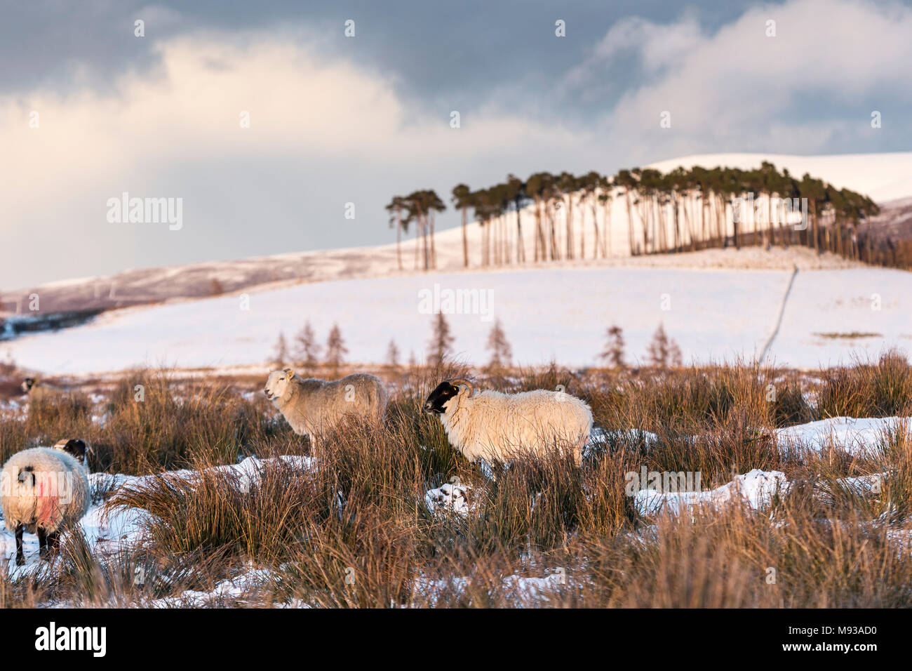 Moutons sur la Braes d'Abernethy dans les Highlands d'Ecosse. Banque D'Images