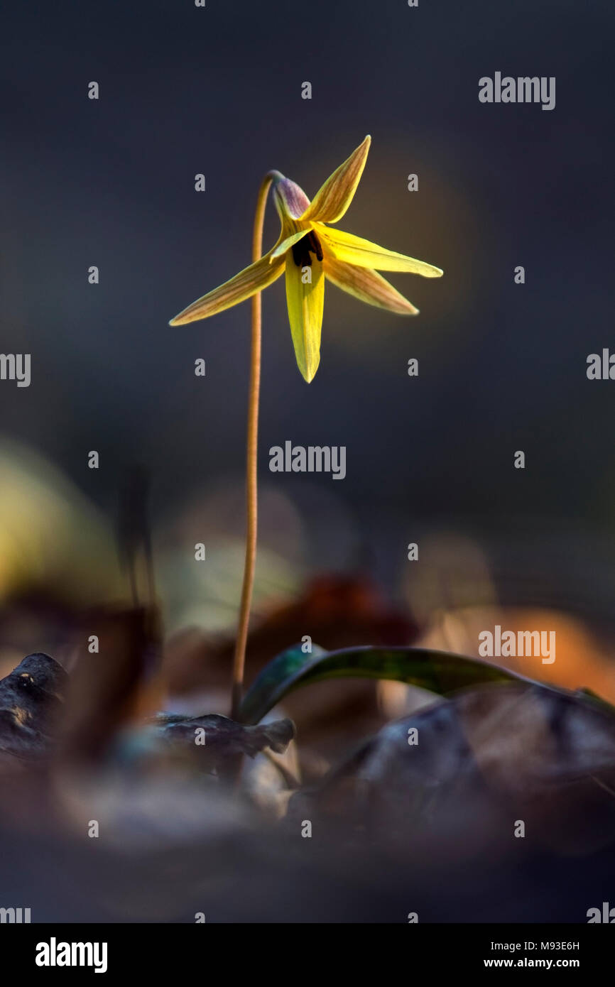 Trout Lily (très faible profondeur de champ) - Holmes Educational State Forest - Hendersonville, Caroline du Nord, USA Banque D'Images