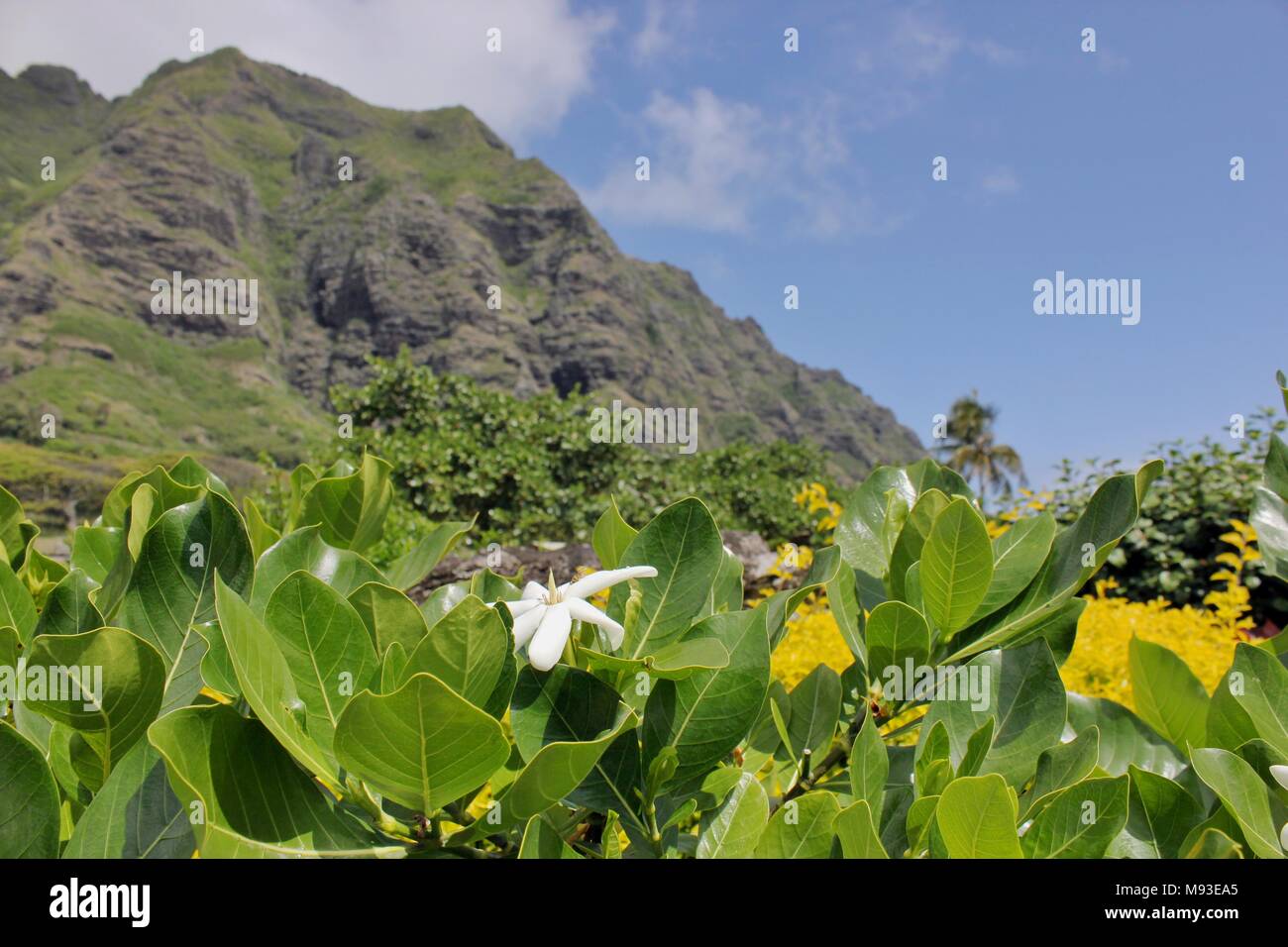 Montagnes et fleurs dans le Ka'a'awa Valley sur l'île hawaïenne d'Oahu. Banque D'Images