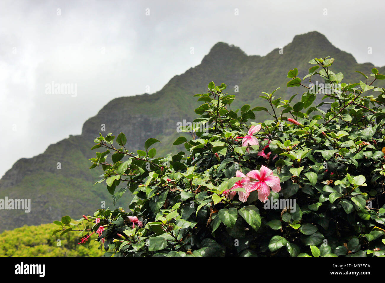 Plumeria fleurs dans le Ka'a'awa Valley sur l'île hawaïenne d'Oahu. Banque D'Images