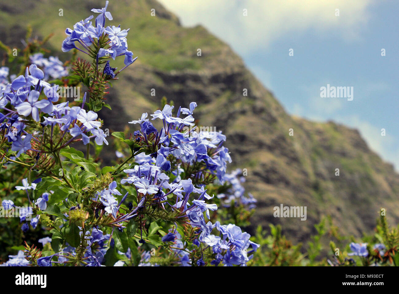 Fleurs bleues dans le Ka'a'awa Valley sur l'île hawaïenne d'Oahu. Banque D'Images