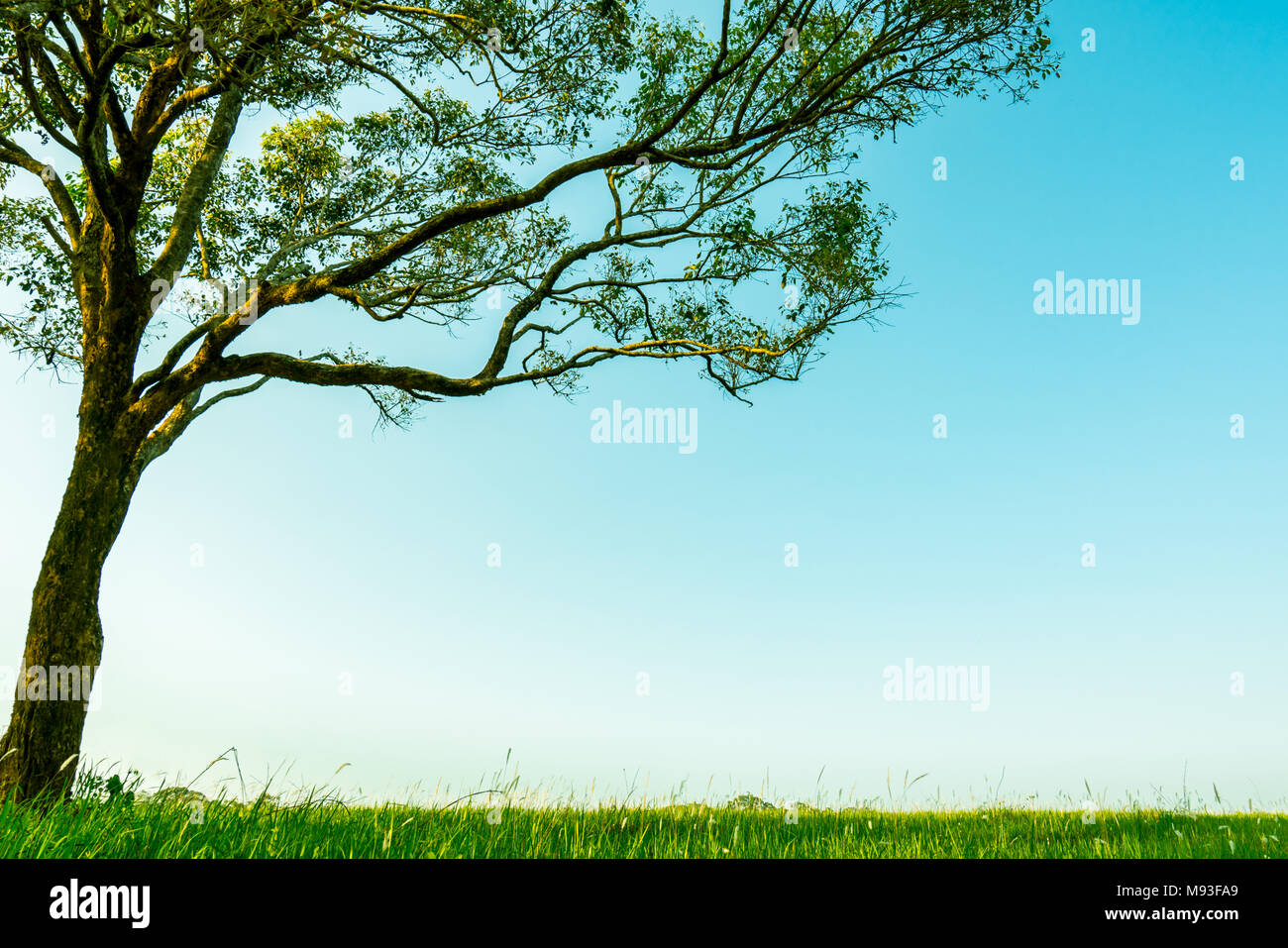 Grand arbre vert avec de belles branches et champ d'herbe verte avec des fleurs blanches sur fond de ciel bleu clair sur la magnifique sunshine day. Banque D'Images