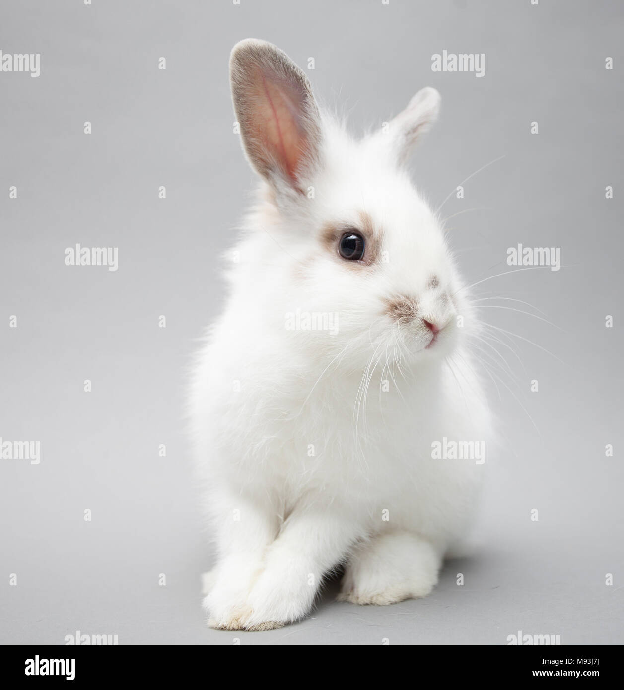 Mignon Bebe Lapin Blanc Sur Un Fond Clair Photo Stock Alamy
