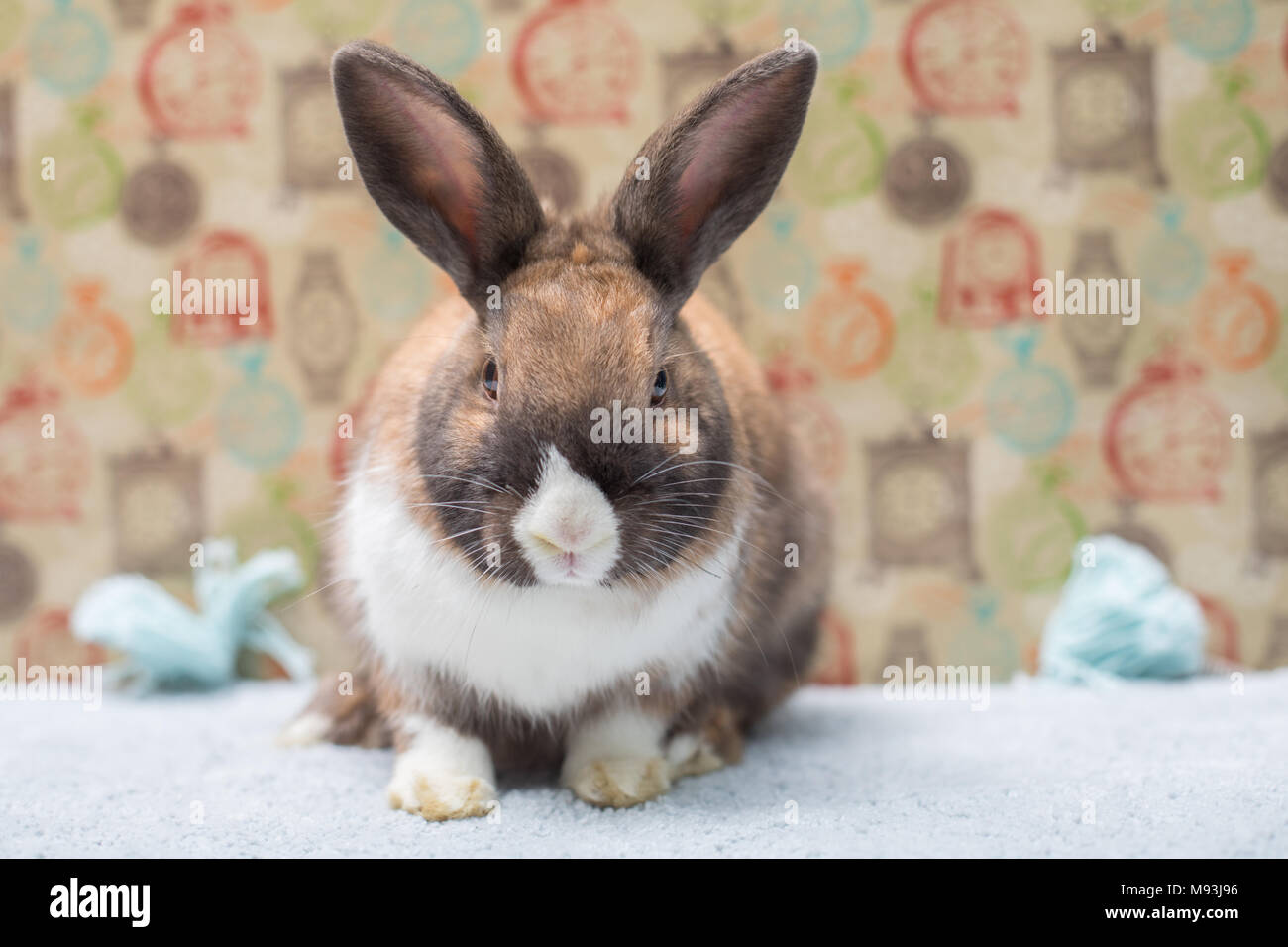 Bebe Lapin Banque D Image Et Photos Alamy
