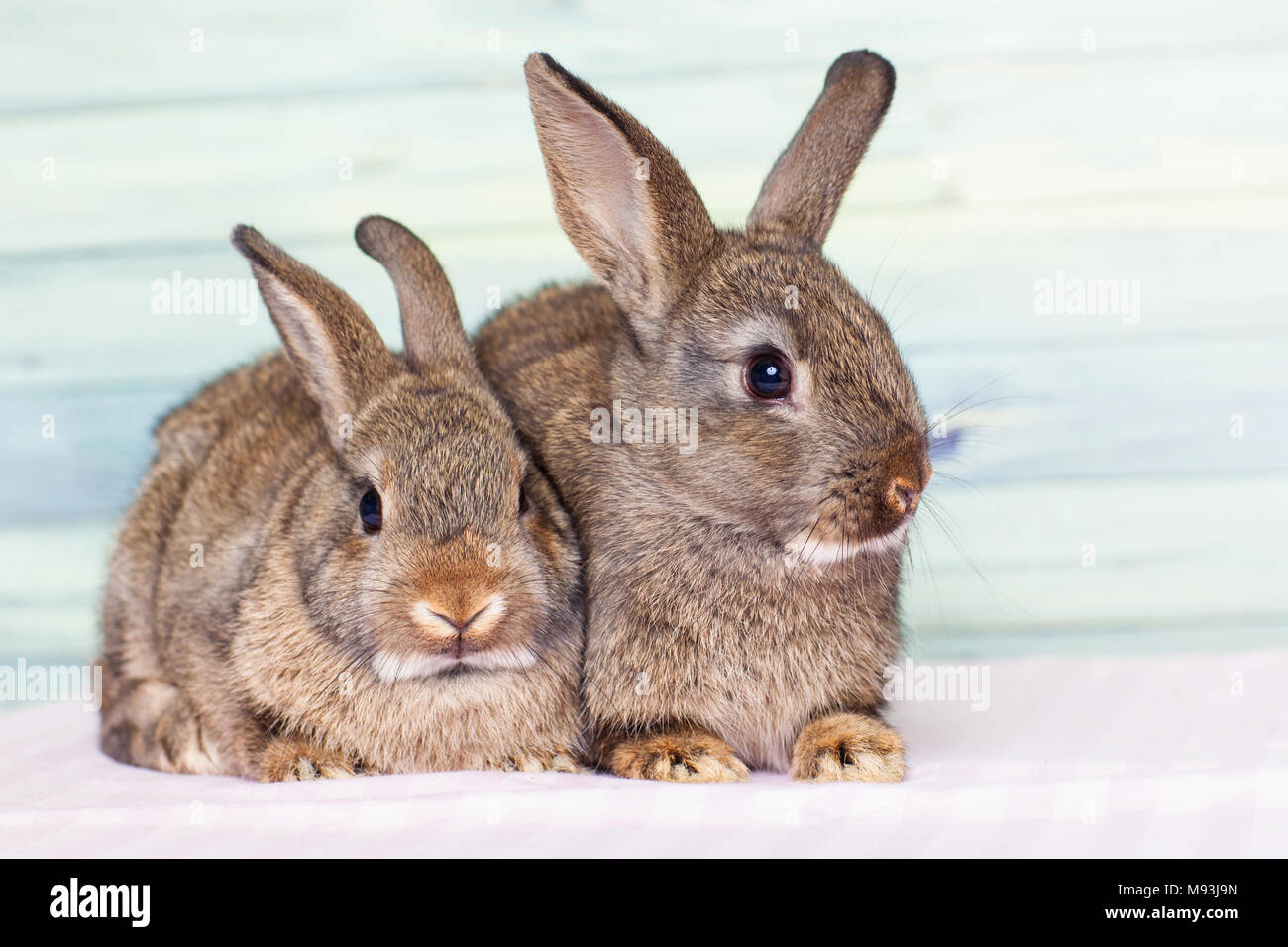 Adorables Petits Bebes Lapins Sur Un Fond Bleu Rose Photo Stock Alamy