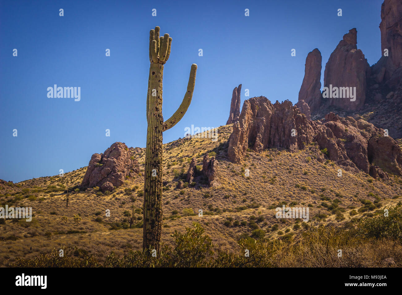Saguaro cactus magnifique avec des montagnes en arrière-plan sur une journée ensoleillée avec ciel bleu clair, Lost Dutchman State Park, Arizona Banque D'Images