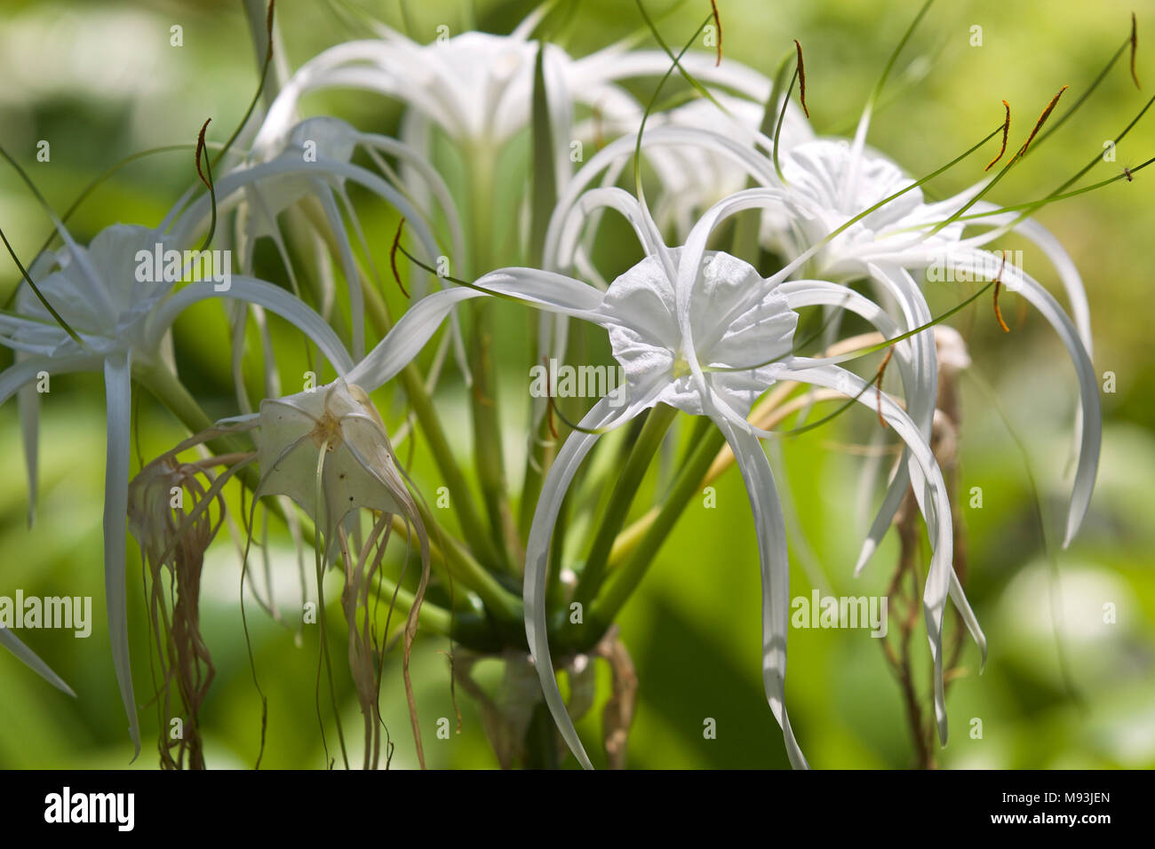 Fleurs cultivées tropicales blanc avec de longs pétales, Myanmar Banque D'Images