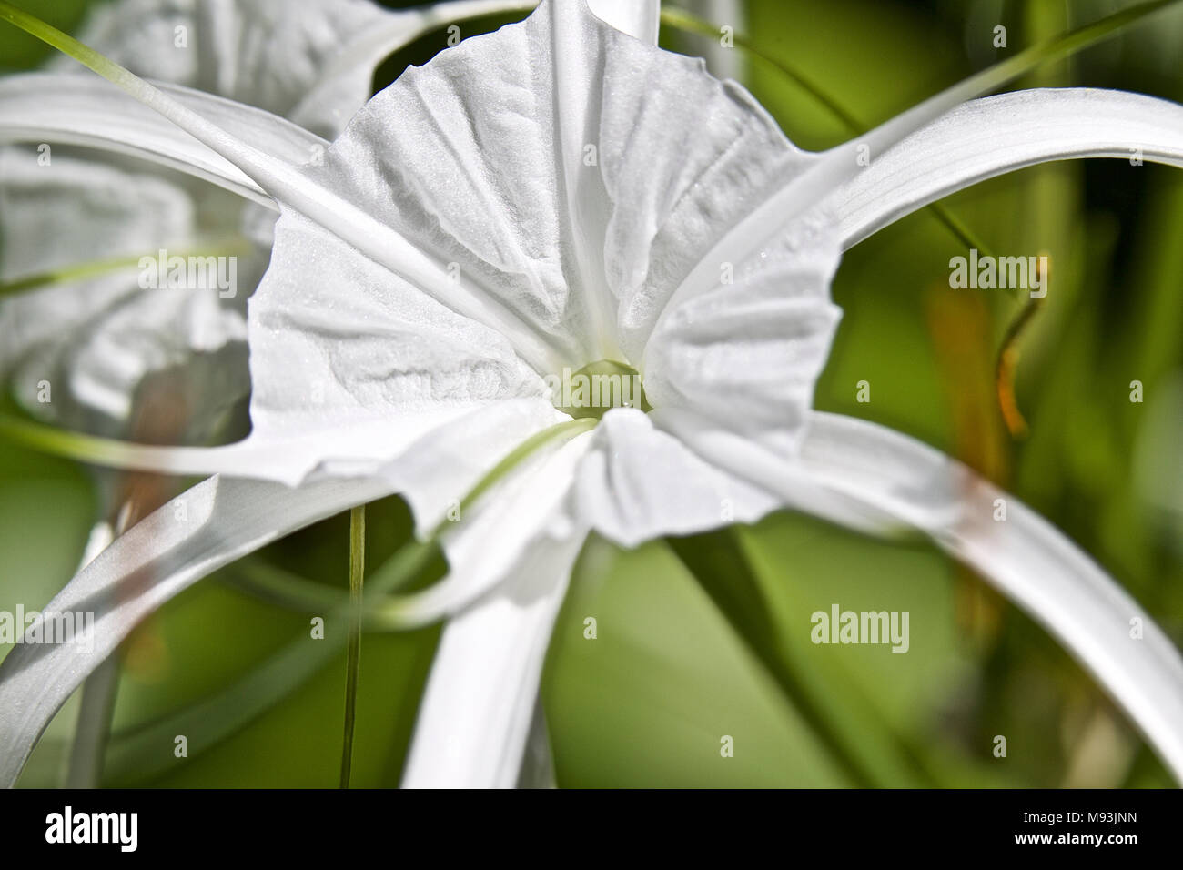 Fleurs cultivées tropicales blanc avec de longs pétales, Myanmar Banque D'Images