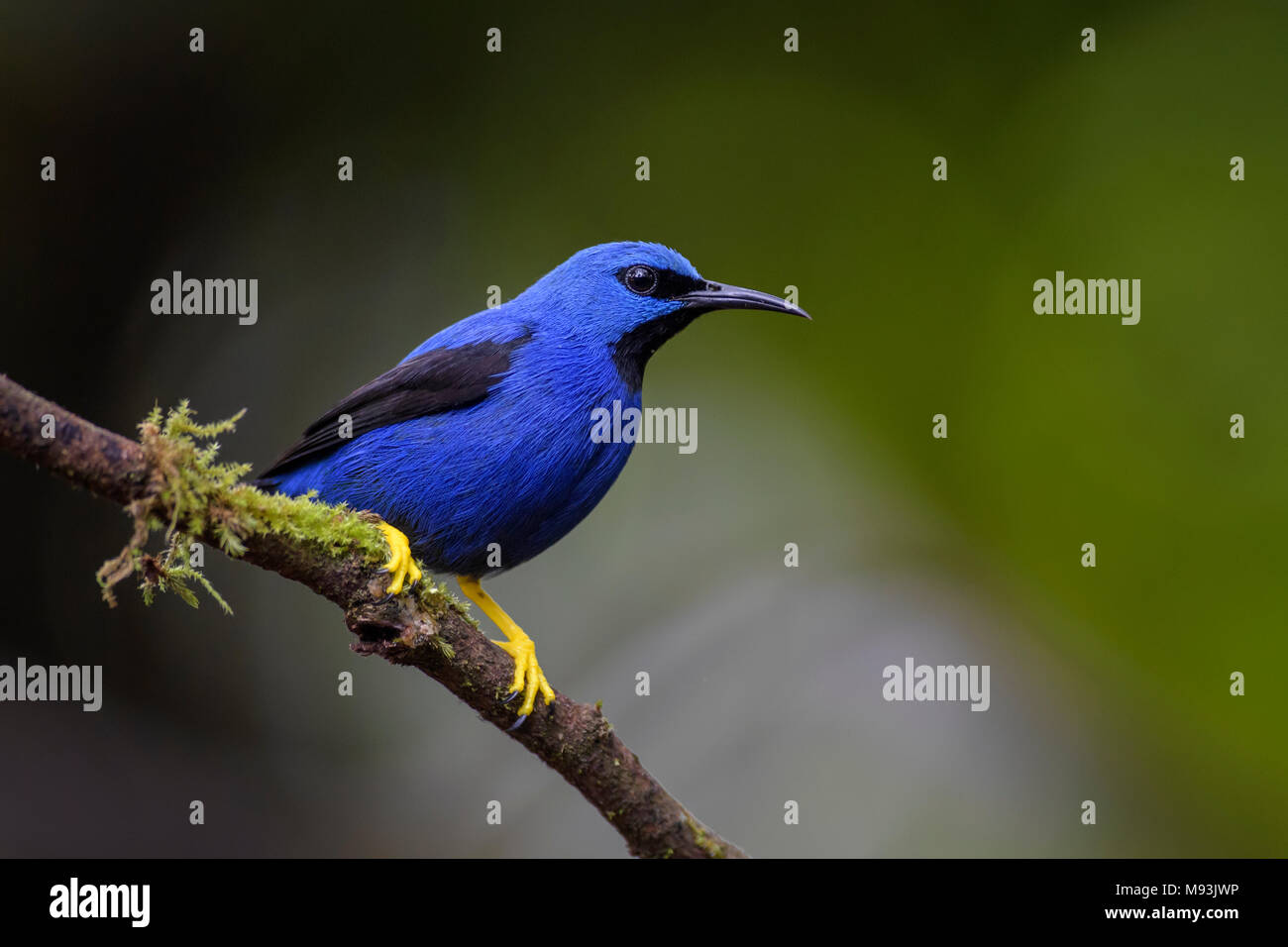 Honeycreeper Cyanerpes lucidus - brillant, beau petit bleu honeycreeper de Costa Rica. Banque D'Images Honeycreeper Cyanerpes lucidus - brillant, beau petit bleu honeycreeper de Costa Rica. Banque D'Images
