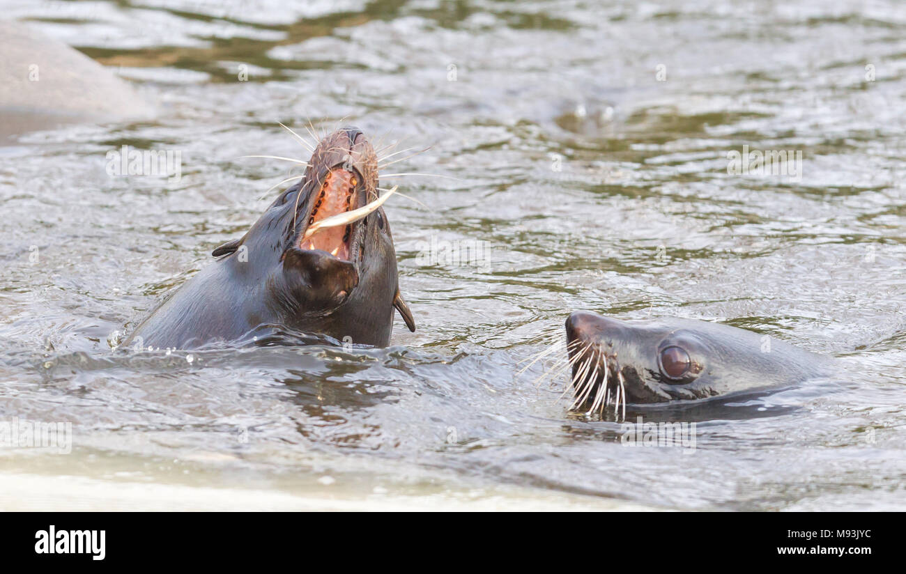 Lion de mer manger un poisson - moment de l'alimentation Banque D'Images