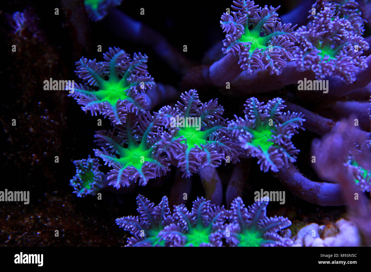 Clavularia coraux colonie de polypes gant Banque D'Images