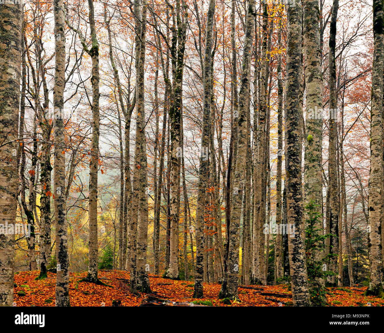 Forêt de hêtre. Parc National D'Ordesa. Hesca, Espagne. Banque D'Images