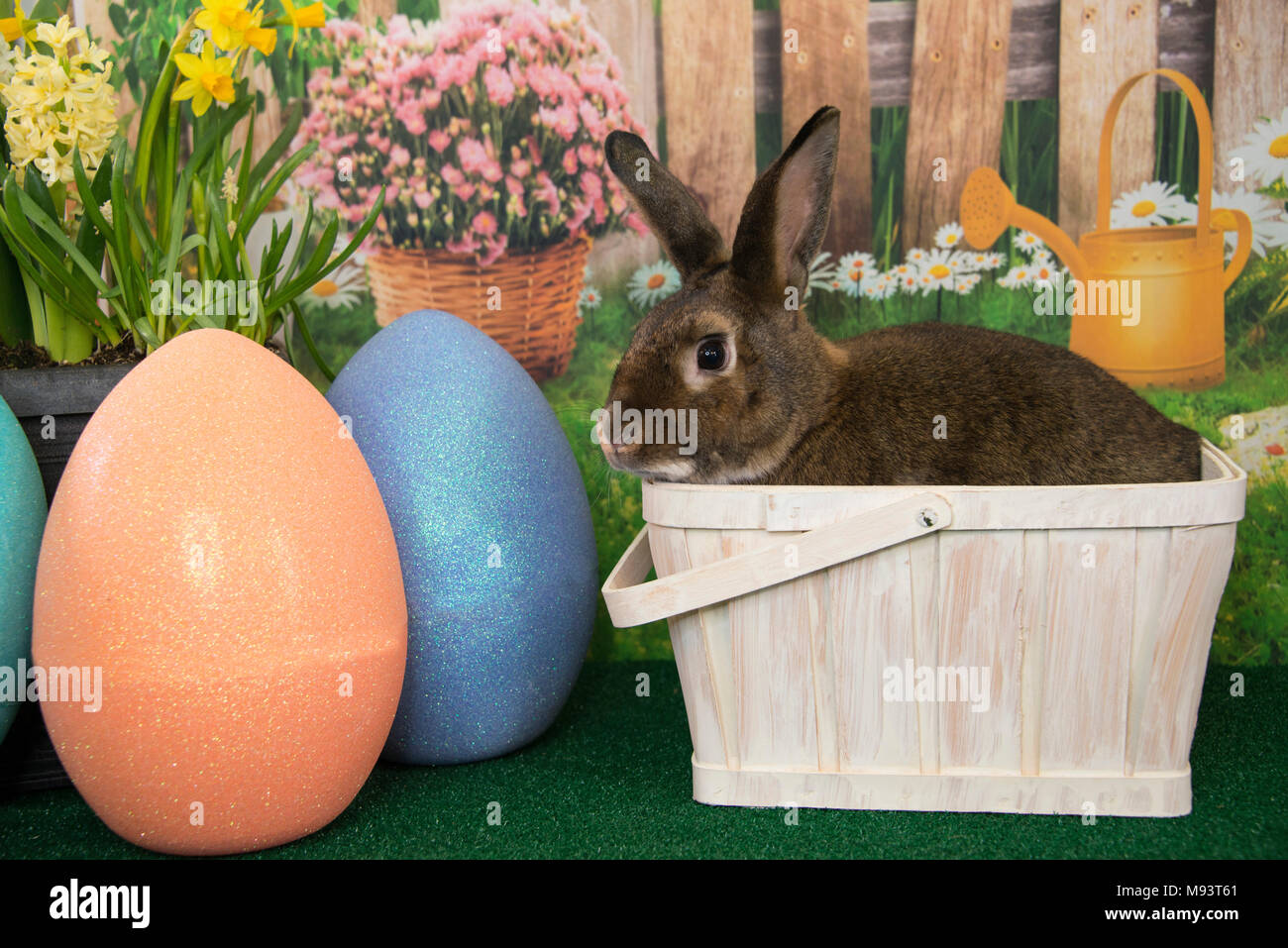 Lapin de Pâques dans un panier avec des oeufs colorés et des fleurs de printemps en fleurs lapin brun Banque D'Images