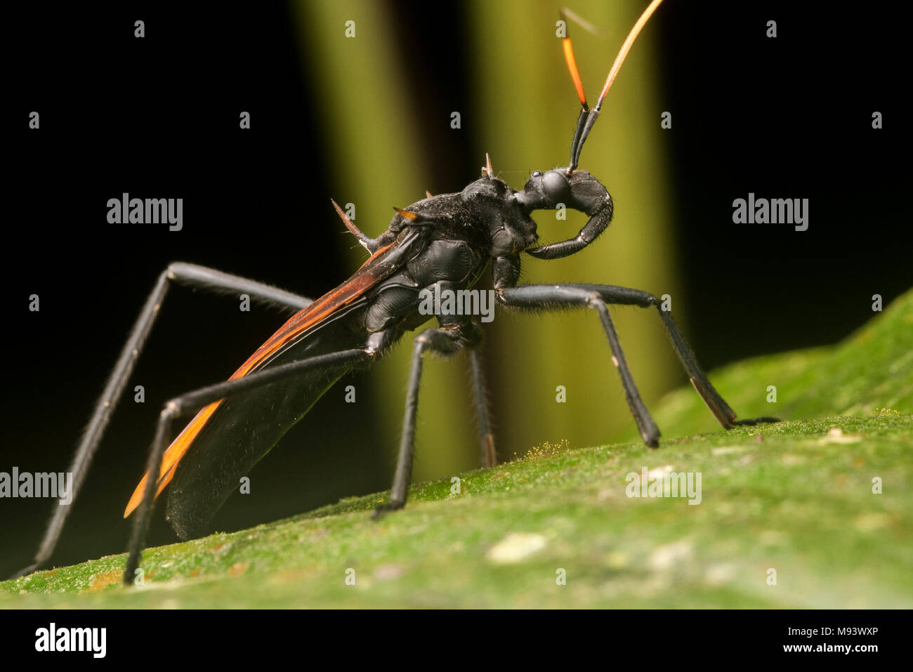 Un assassin d'éviction (Zelurus bug sp) qui imite les tarantula hawk wasp. Banque D'Images
