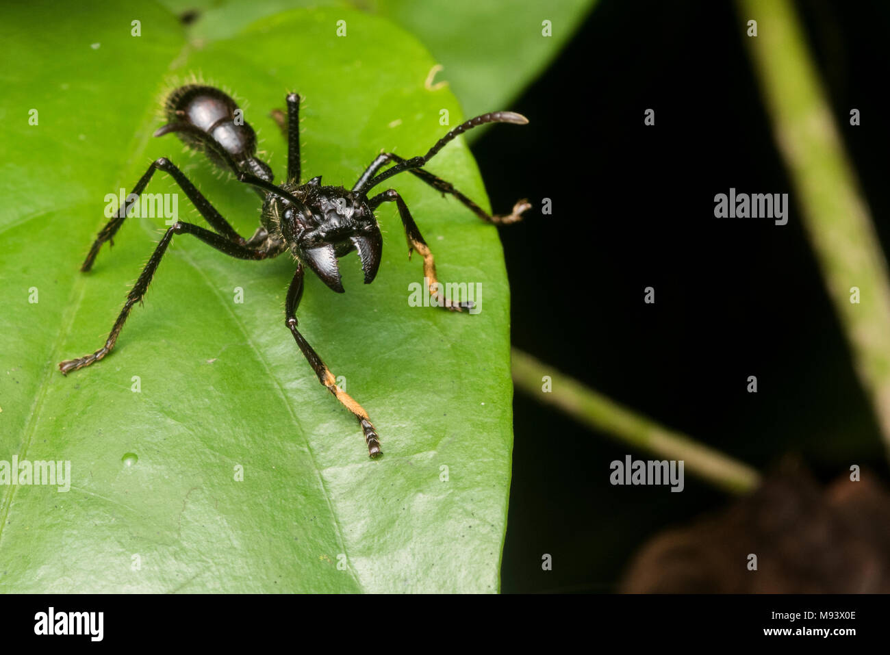 Le fameux bullet ant (Paraponera clavata), connu pour avoir le plus de piqûre douloureuse chez les insectes. Dans toute l'Amérique centrale et du Sud. Banque D'Images