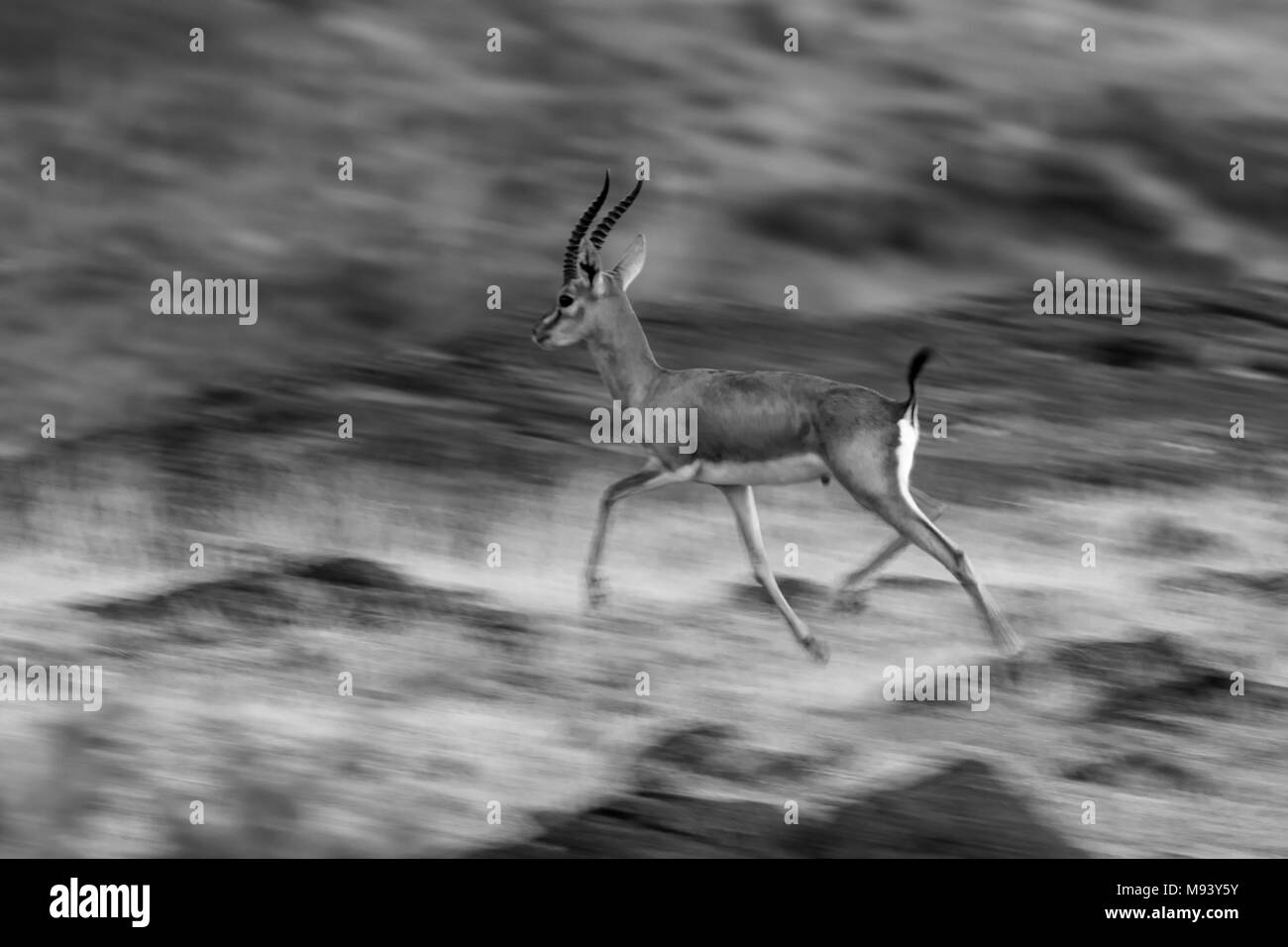 Chinkara sauvage (gazella bennettii) ou Gazelle indienne dans l'habitat des prairies autour de Pune, Maharashtra, Inde Banque D'Images