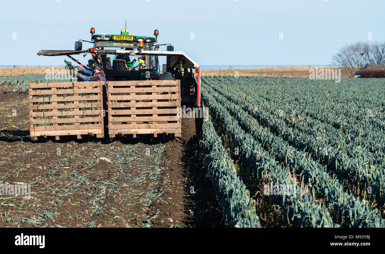 Voir des ouvriers agricoles Champ de récolte de poireaux en East Lothian, Ecosse, Royaume-Uni Banque D'Images